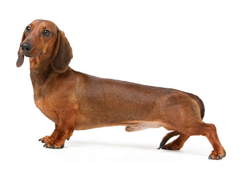 Dachshund Smooth Haired Dog Breed Information Purina